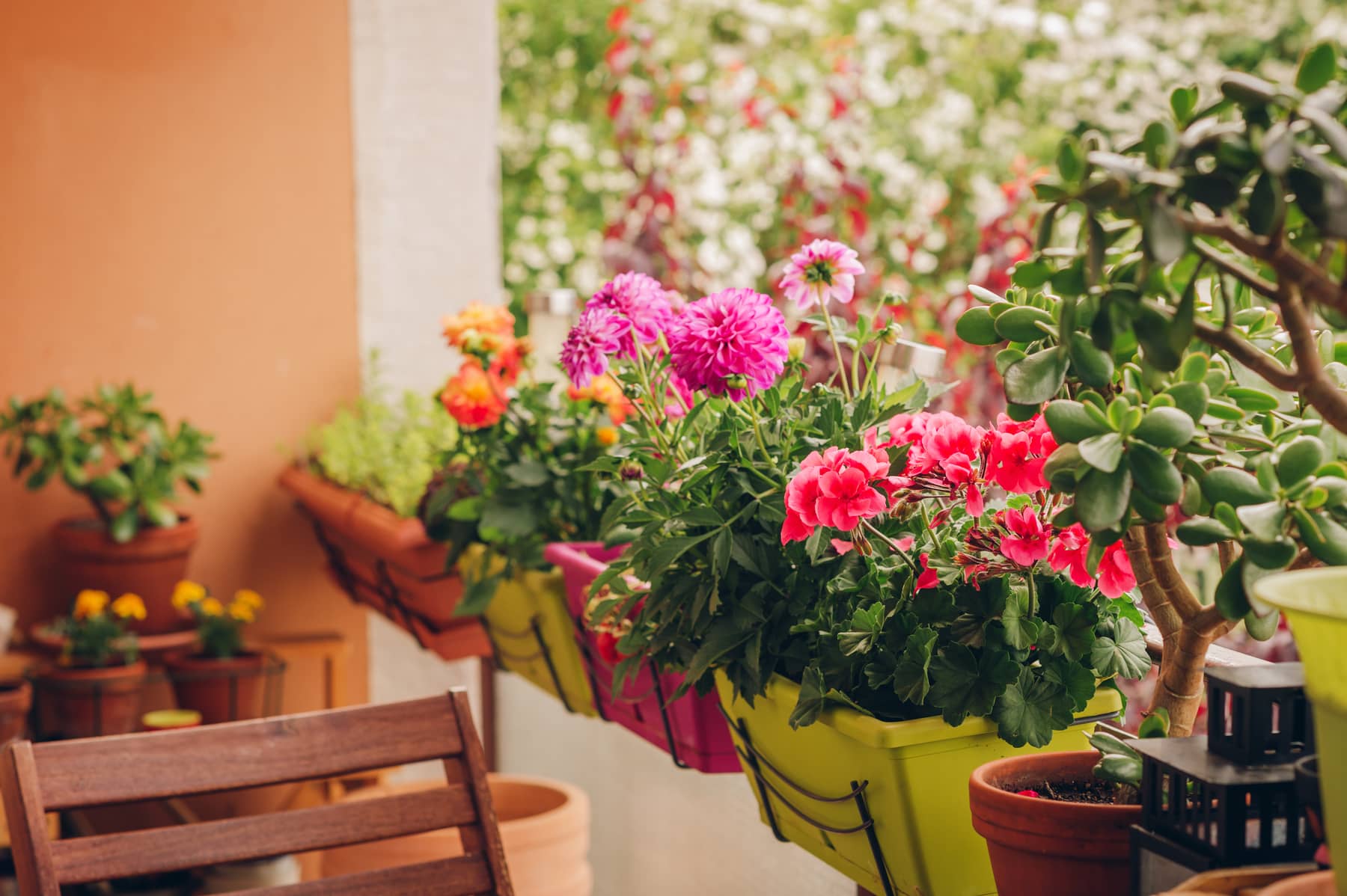 Balconnières avec plantes